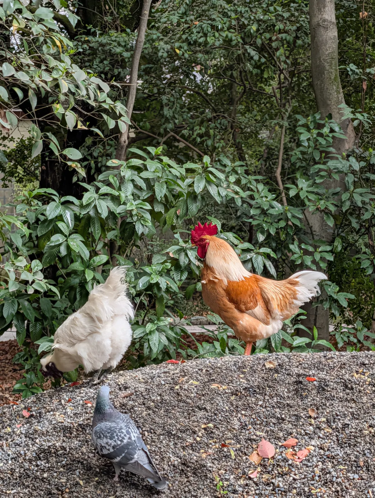 Sacred chickens roaming freely on the grounds of Atsuta Shrine