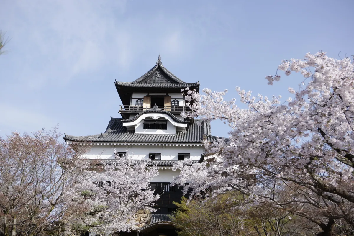 Inuyama Castle framed by cherry blossoms in spring