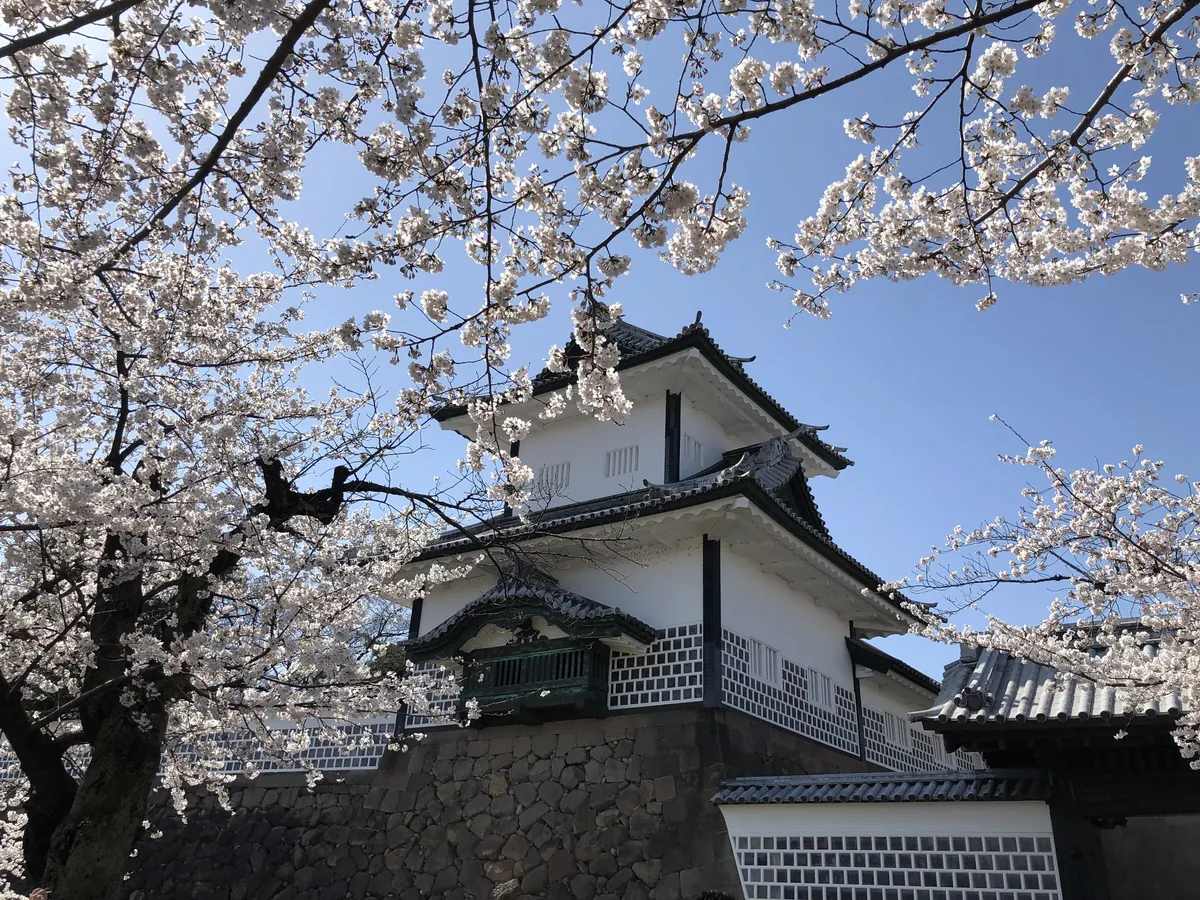 Ishikawa Gate framed by cherry blossoms at Kanazawa Castle in spring