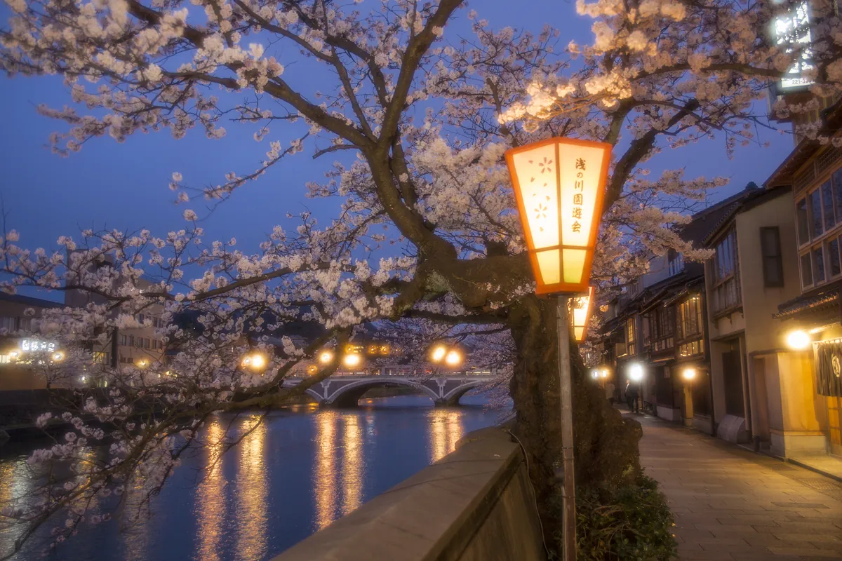 Cherry blossoms illuminated at night along Asano River in Higashi Chaya District with a lantern glowing in the foreground