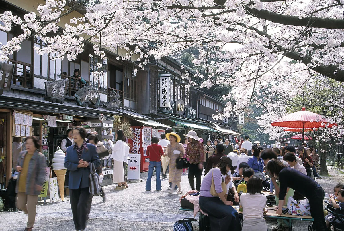 Cherry blossoms in full bloom along the teahouse-lined path in Kenrokuen Garden