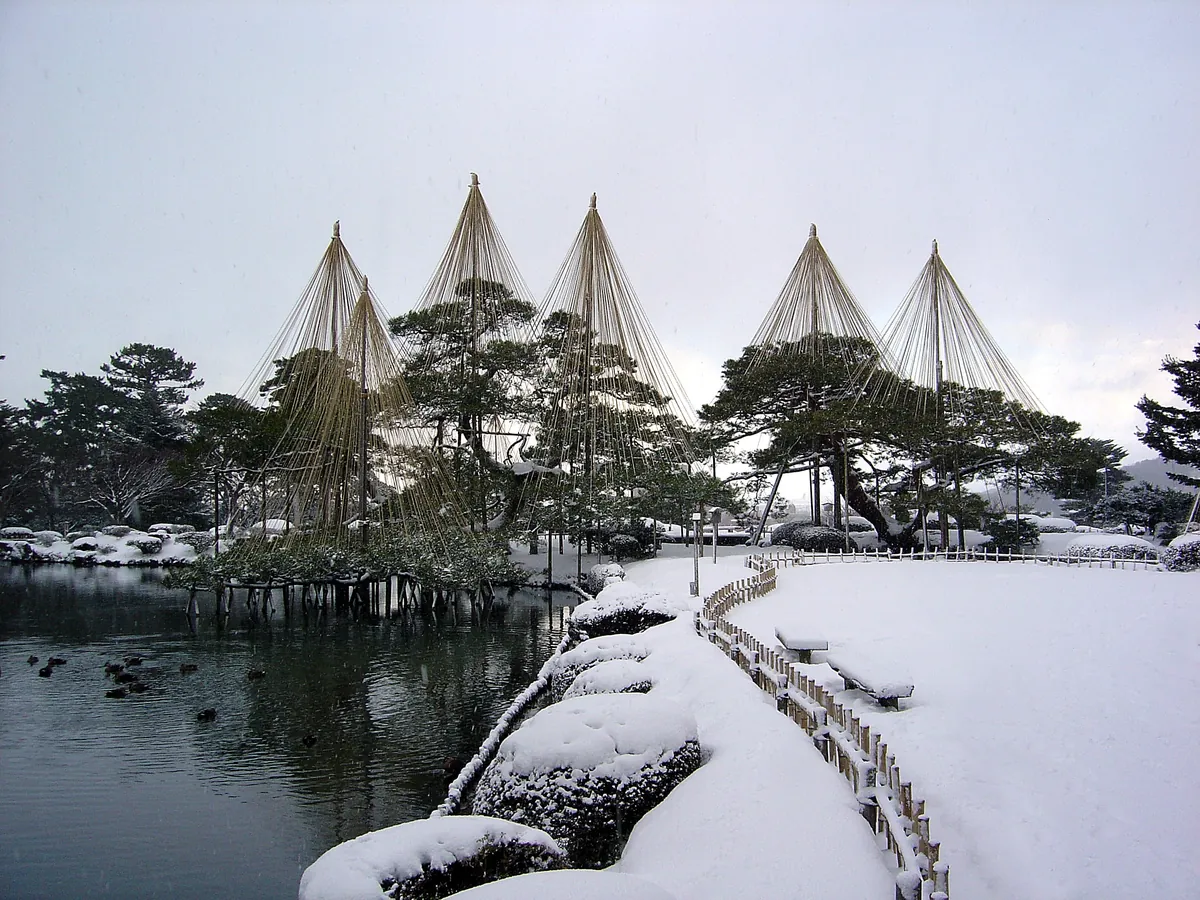 Yukitsuri ropes protecting the Karasaki pine tree from winter snow in Kenrokuen