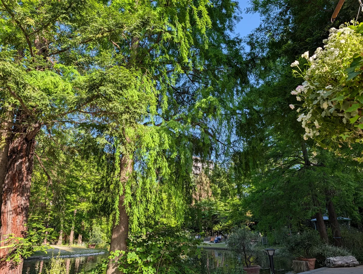 Looking up at fresh metasequoia foliage at Flarie, with a hydrangea blooming on the right and the pond visible below