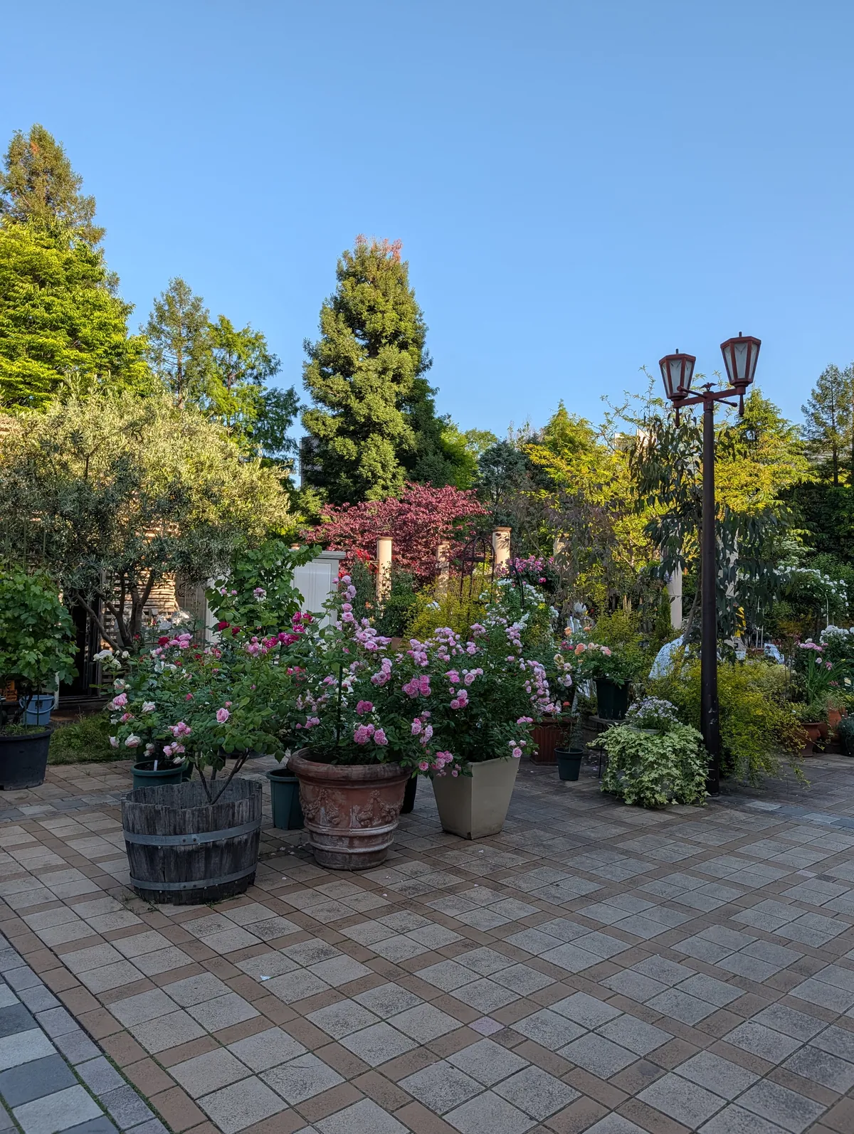 Brick-tiled patio at Flarie with potted roses, terracotta containers, and a black wrought-iron lamp post