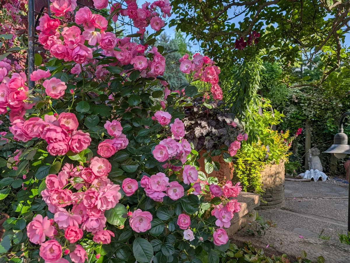 Dense cascade of pink roses growing along a stone wall at Flarie, beside a classical lamp post