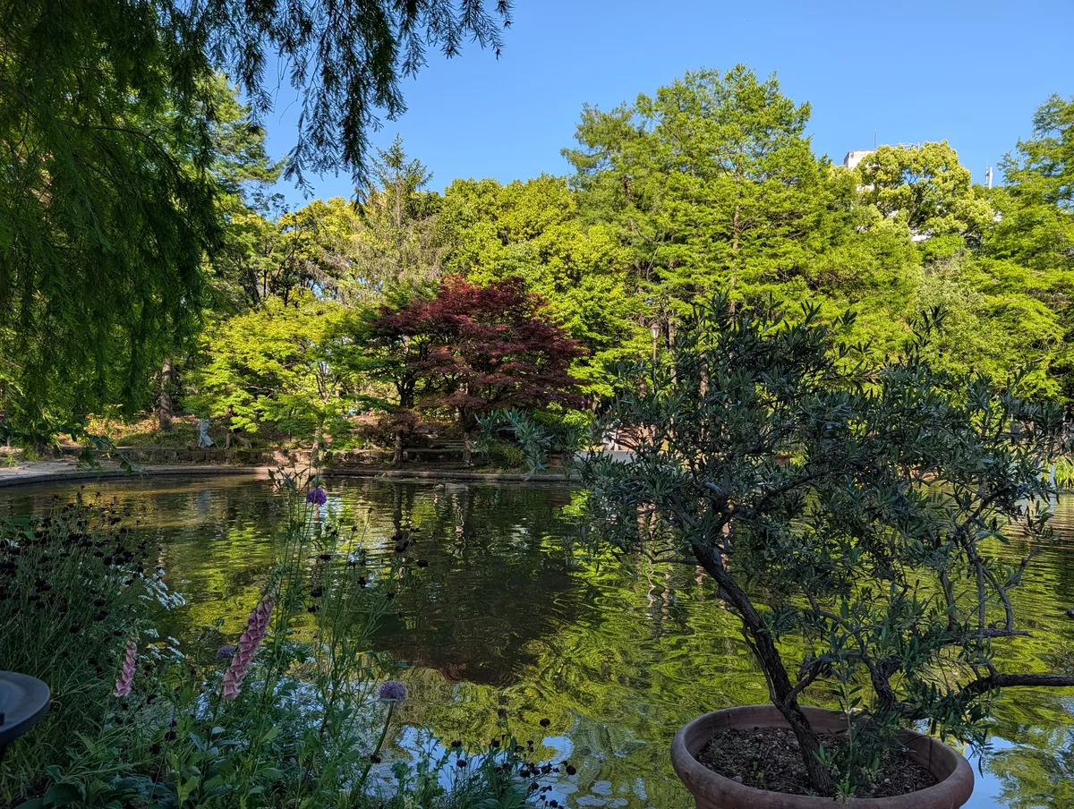 The Flarie pond with reflections of fresh maple leaves and metasequoia foliage on the still water, with potted olive trees on the edge