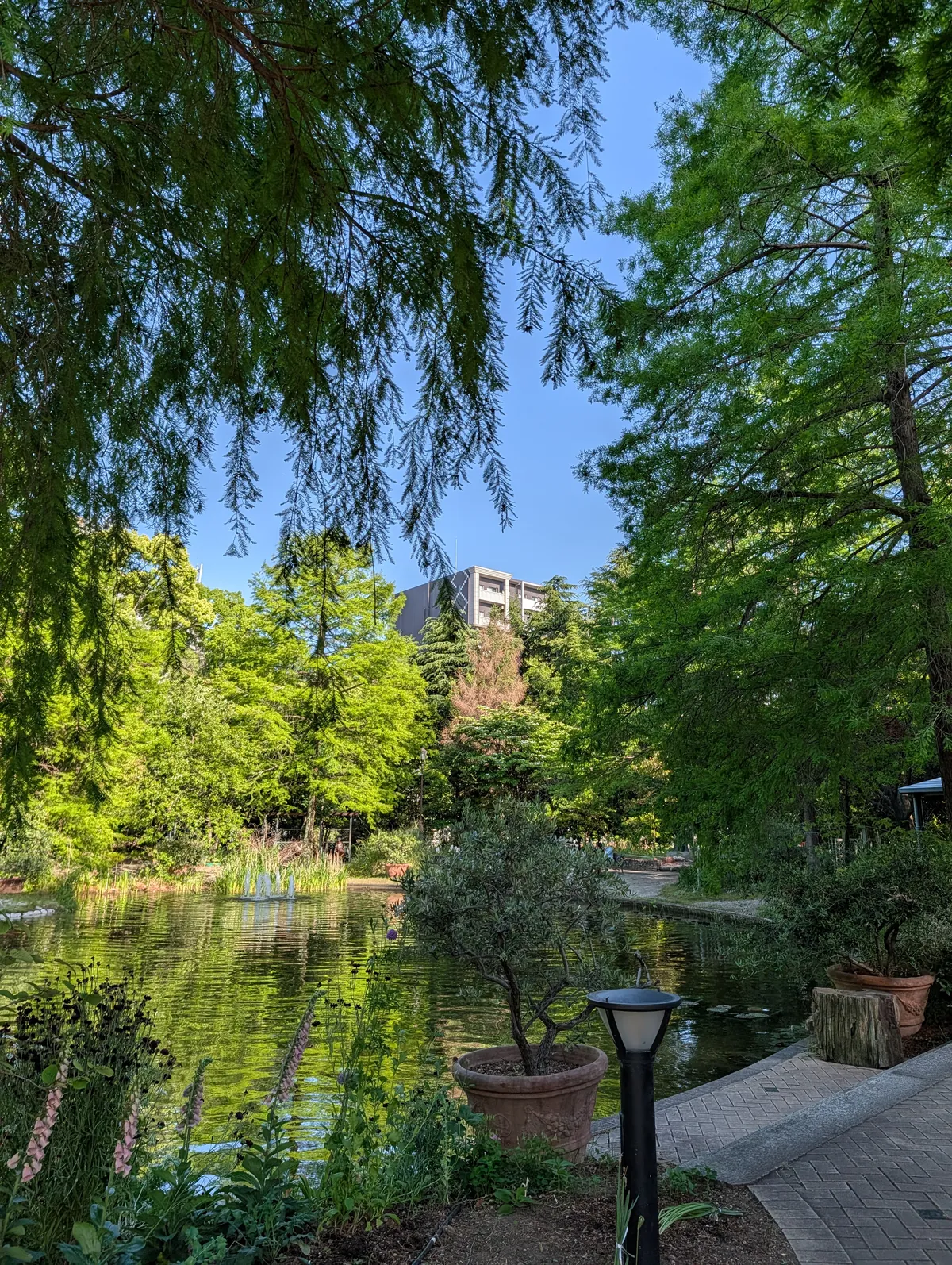 The Flarie pond reflecting Naka-ku high-rise apartment buildings, with fresh foliage in the foreground