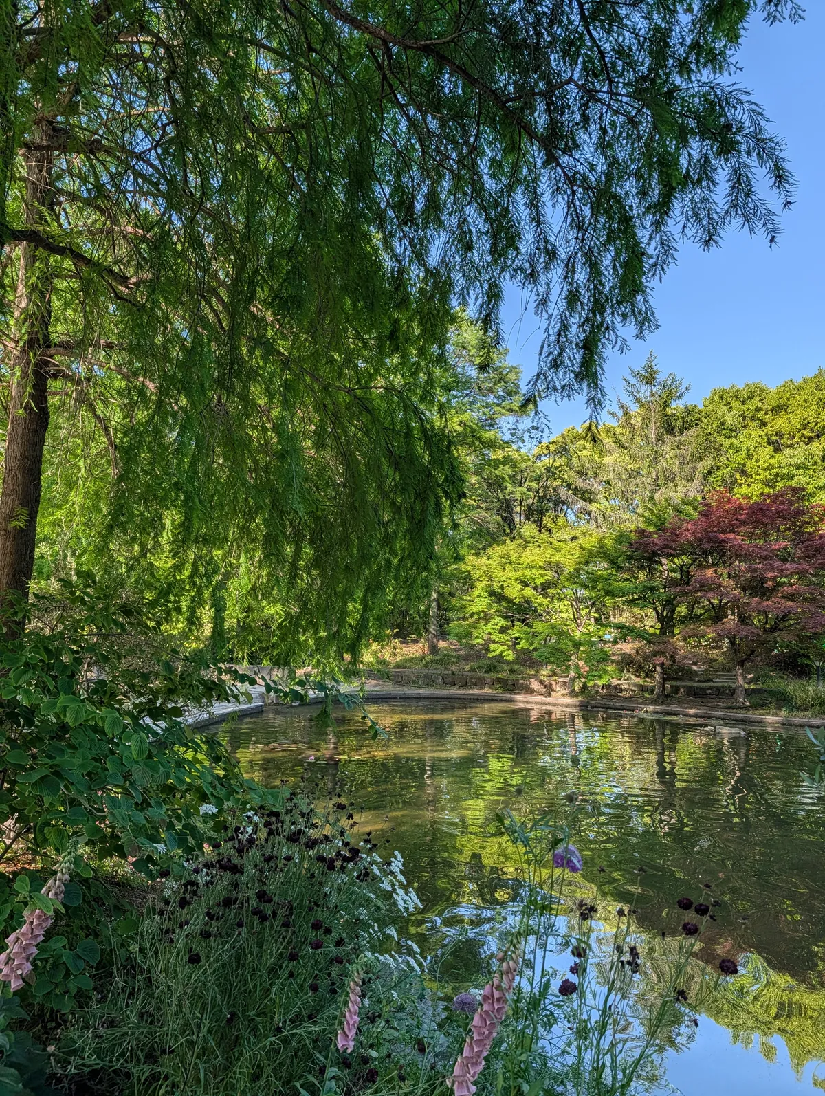 Weeping metasequoia branches over a still pond at Flarie, with purple foxgloves and dark Sanguisorba in the foreground