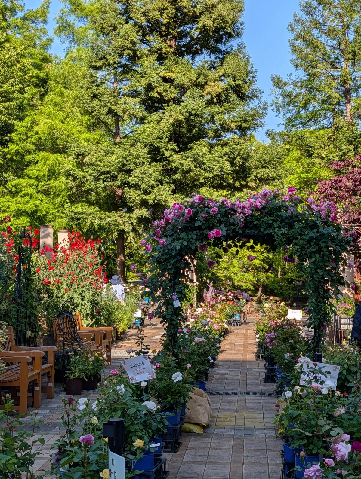 A pink rose arch in full bloom at Hisaya-odori Garden Flarie in Nagoya, with metasequoia trees behind