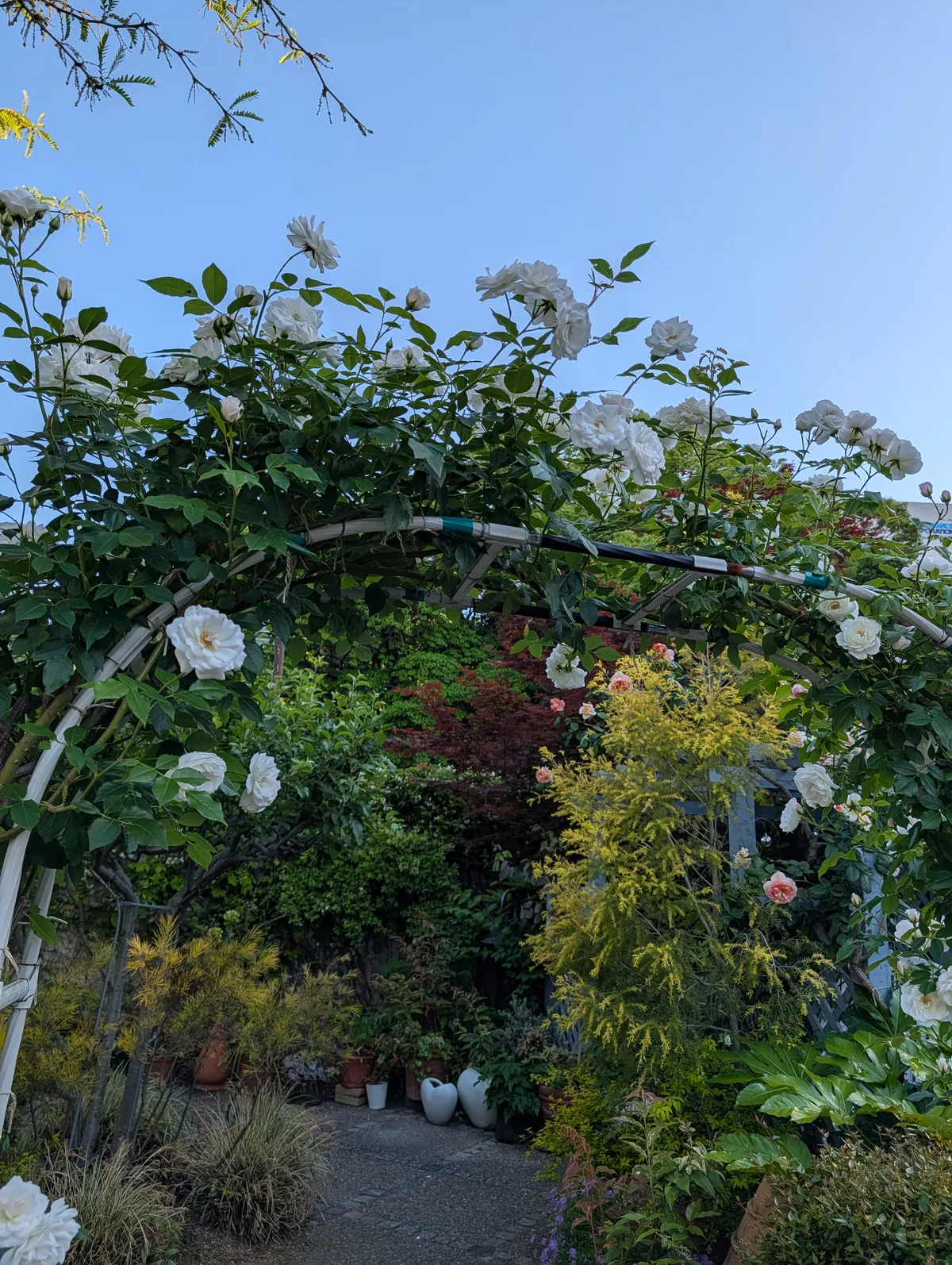 Pure white roses cascading from a wrought-iron arch at Flarie, with potted plants leading down a path beyond