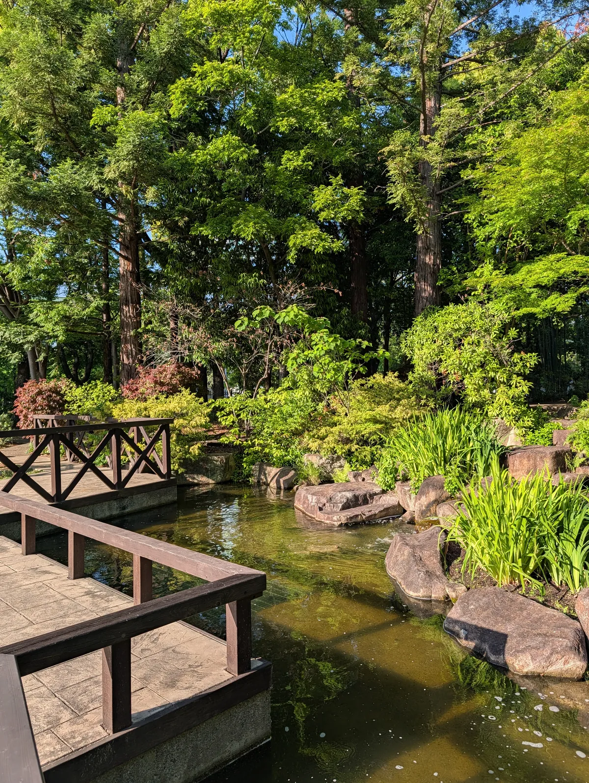 A zigzag wooden boardwalk over a stream at Flarie, with iris-like marsh plants on both sides