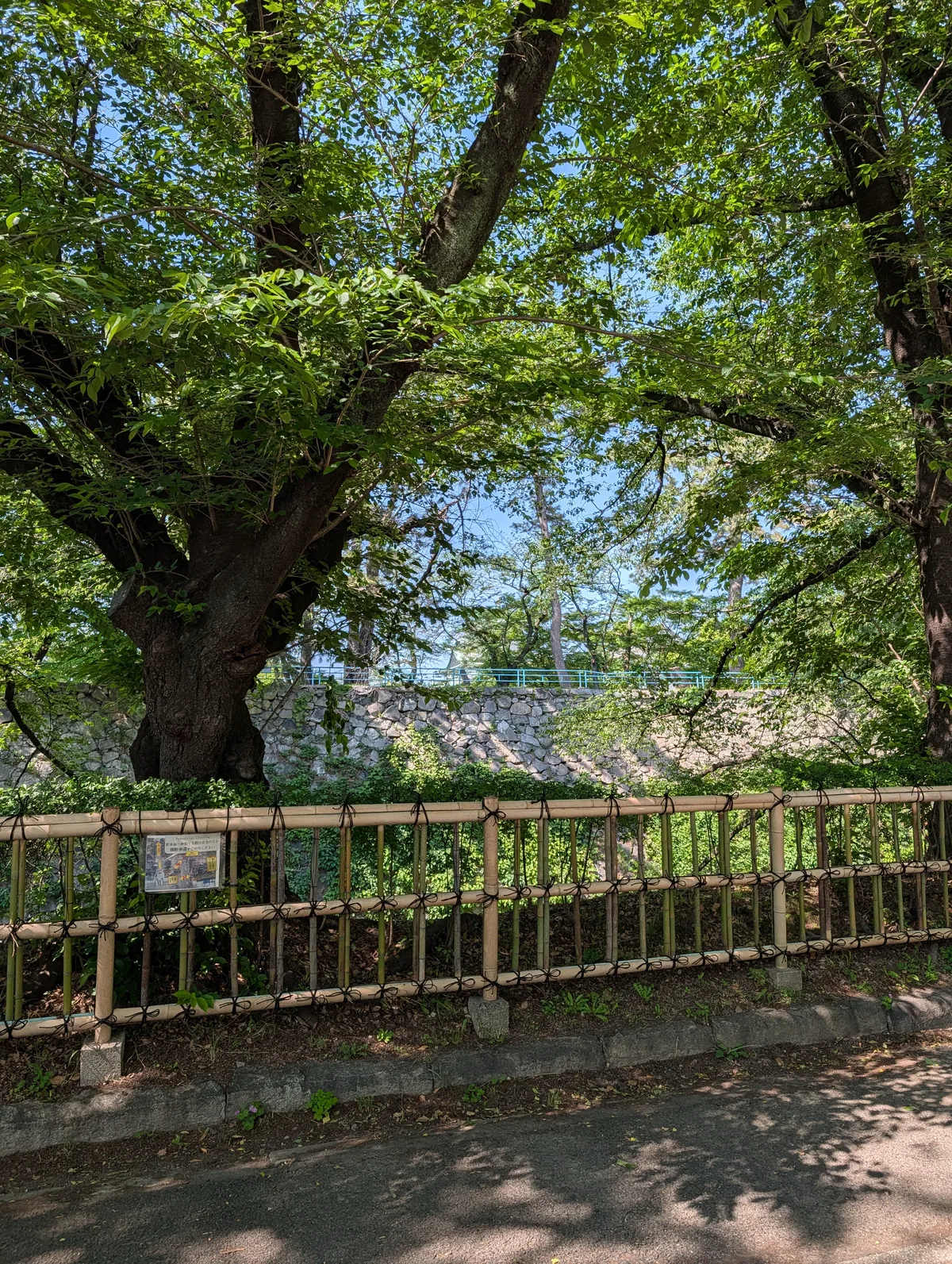 A massive zelkova tree growing beside the original Edo-period stone walls of Nagoya Castle in May