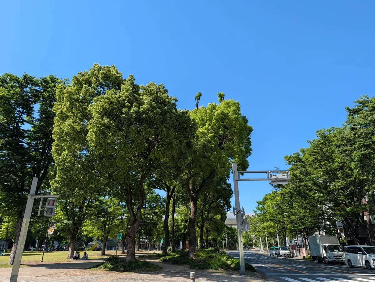 A long tree-lined boulevard near Nagoya Castle with a clear blue sky overhead and traffic on the road