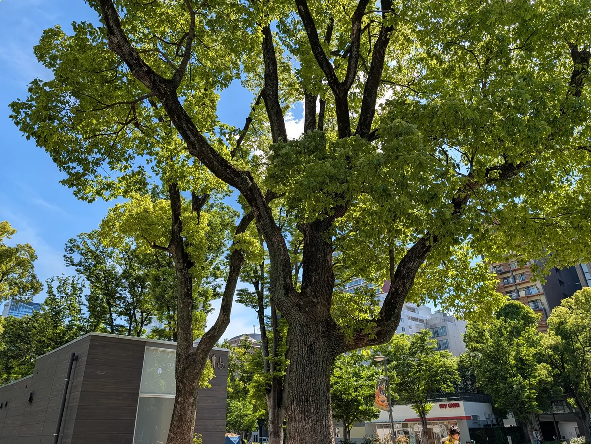 A row of huge zelkova trees with bright spring leaves rising over a downtown Nagoya street near the castle