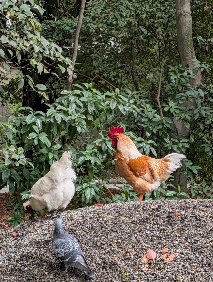 A tawny rooster and a white hen on a gravel-topped wall inside the wooded grounds of Atsuta Jingu, with a pigeon in the foreground
