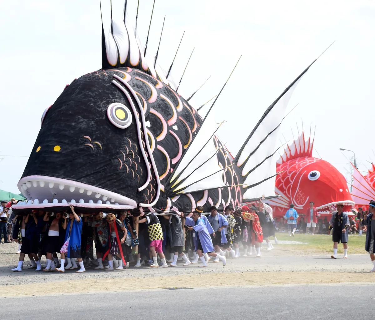 A giant black sea bream float carried along a road by a team of bearers, with a red one behind