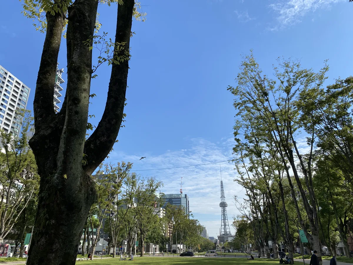 A tree-lined stretch of Hisaya-odori Park in Sakae, Nagoya, with a large zelkova trunk in the foreground and a lattice tower beyond.