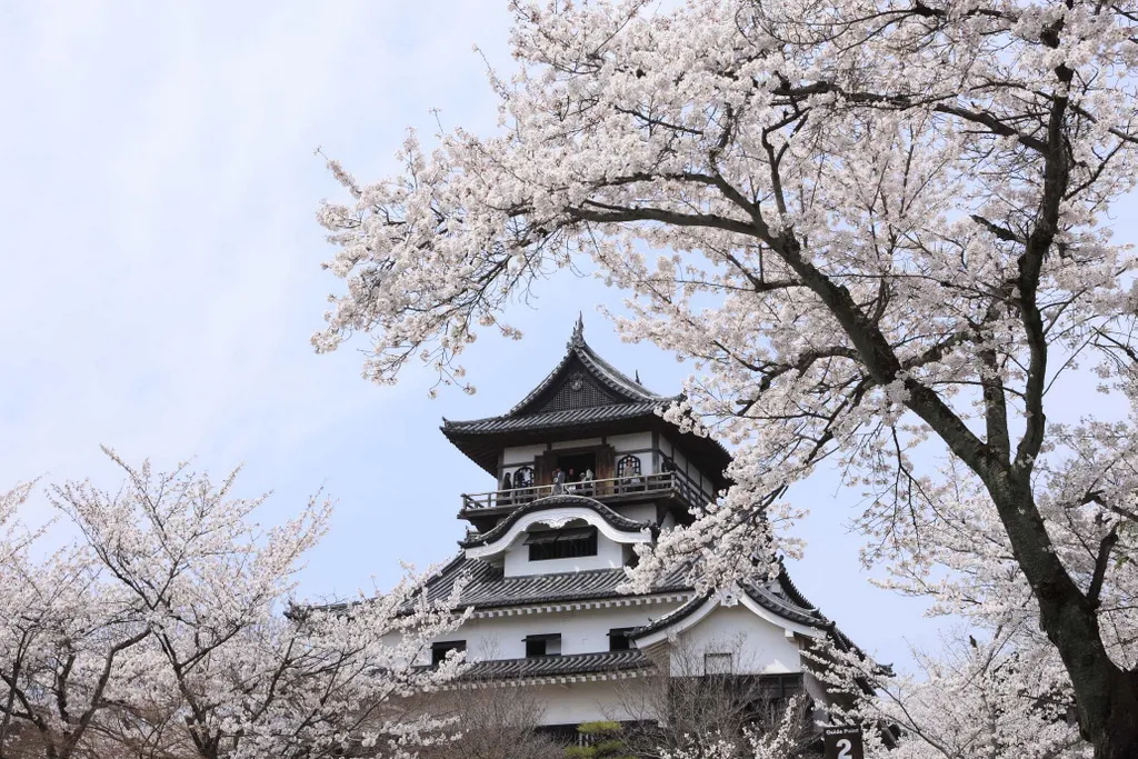 The upper floors of Inuyama Castle's wooden keep framed by branches of white cherry blossom against a pale sky.