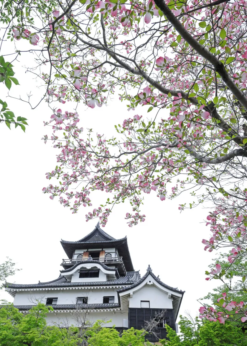 The wooden keep of Inuyama Castle seen from below, framed by branches of pink and white dogwood blossom against a pale sky, with fresh green leaves at the base of the walls