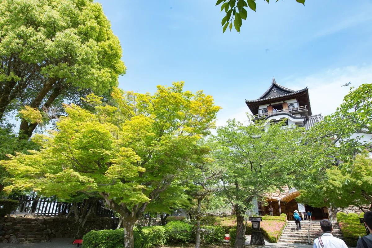 Inuyama Castle keep rising above bright green Japanese maples in full leaf, with visitors standing on the open top-floor balcony and others climbing the stone steps towards the entrance below