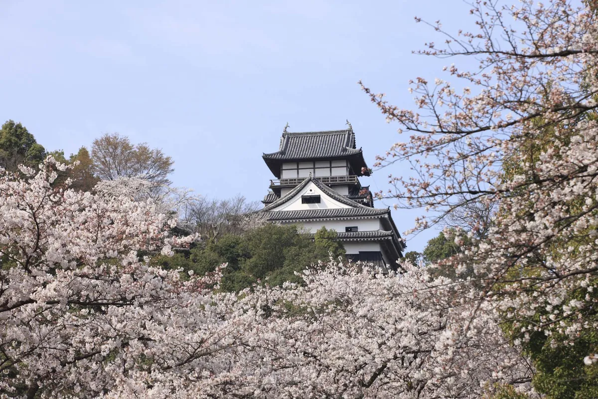 Inuyama Castle keep rising above a hillside covered in white cherry blossom on a clear spring day.