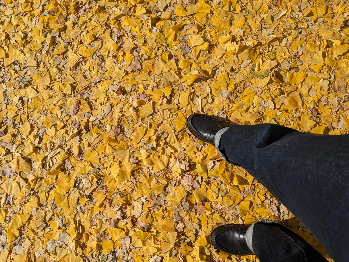 A thick carpet of fallen yellow ginkgo leaves on the ground, with a walker's black loafers at the edge of the frame.